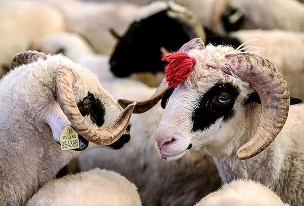 Qurbanlıq heyvan kəsməyib onun dəyərində pul yardımı etmək olar? – AÇIQLAMA