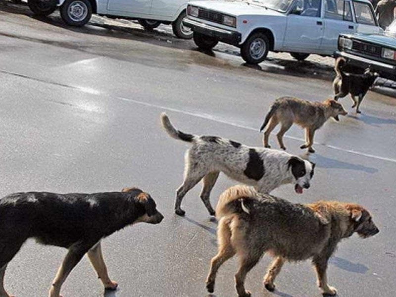 Bakıda sahibsiz itlər kabusu: Təkcə bir qəsəbədə 65 adamı dişləyiblər