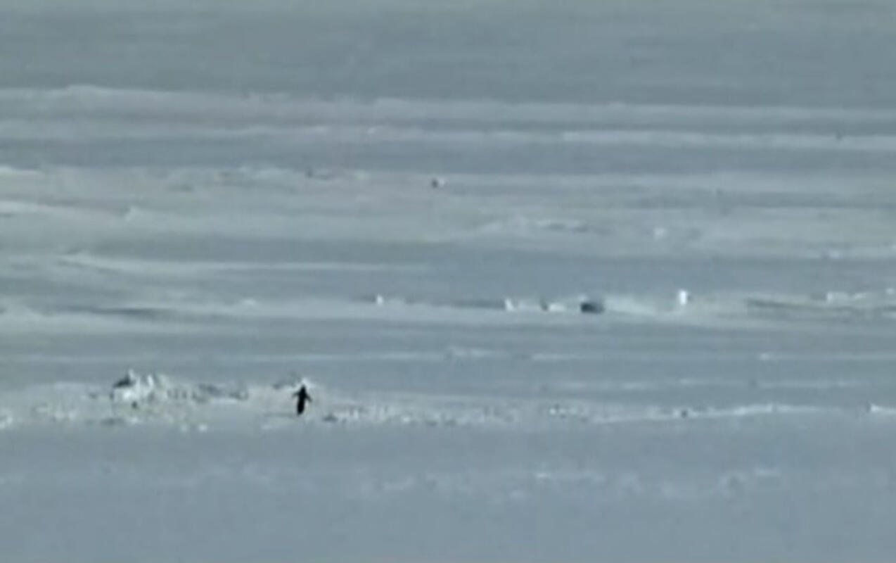 &ldquo;Nihilist pinqvin&rdquo; yenidən g&uuml;ndəm oldu 