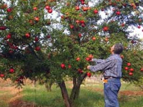 Yol kənarındakı meyvələri sakinlər yığa bilər?  A&Ccedil;IQLAMA
