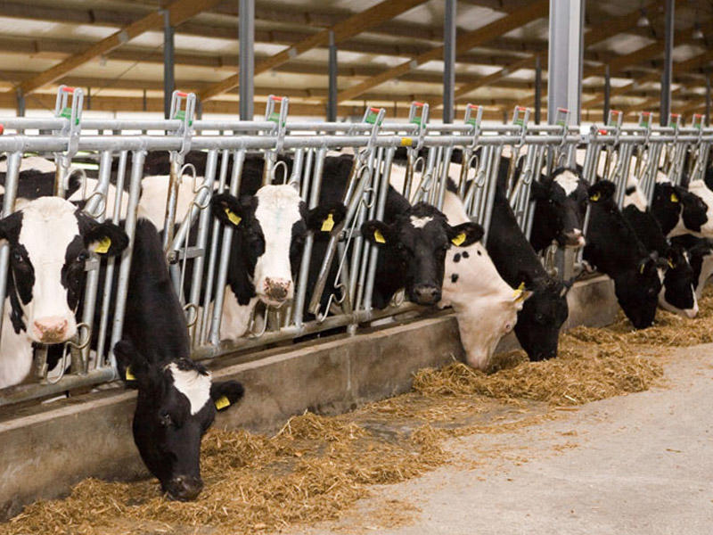 Azərbaycan bu &ouml;lkədən 714 inək aldı  Biri 8658 manata