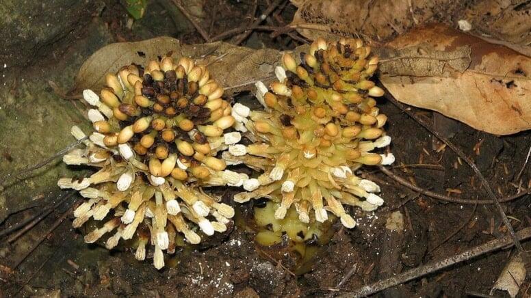 D&uuml;nyanın ən qəribə bitkisi  "Balanofora"