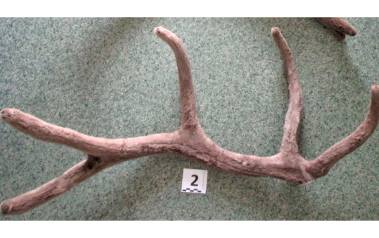 Nadir buynuzu Bakıya gətirmək istədi 