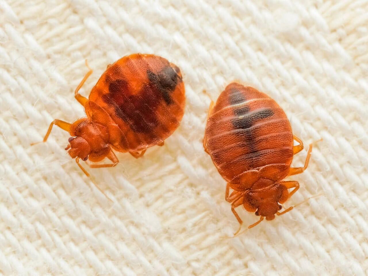 "Bitləri ölkəyə Rusiya göndərir"