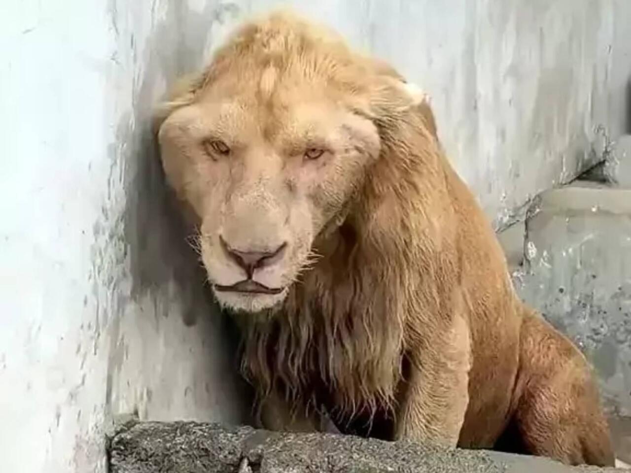Zooparkda çəkilən görüntülər təəccüb doğurur  Şir niyə bu hala düşüb?