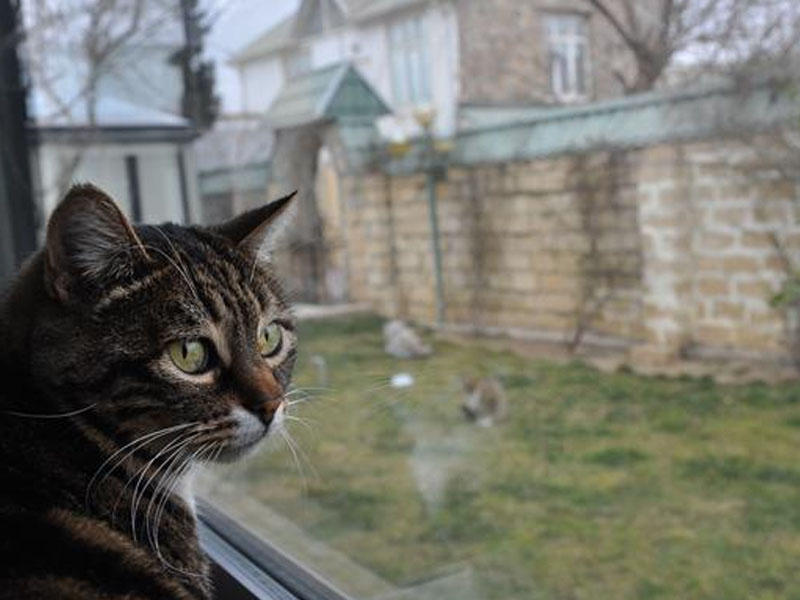 Kürdəmir sakini pişiyi ASDI: səbəb dəhşətə gətirir 