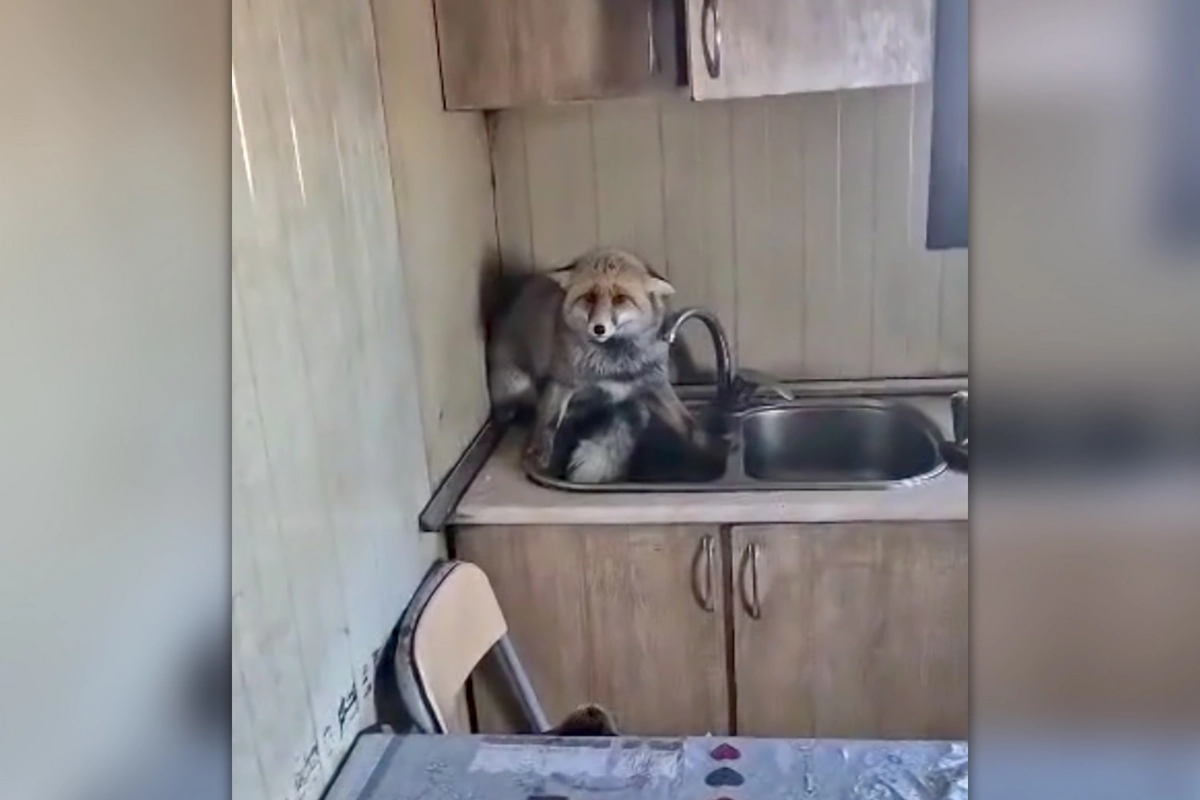 Şəmkirdə t&uuml;lk&uuml; evə girdi 