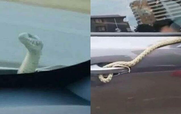Bakıdan Bərdəyə qədər ilanla yol yoldaşı oldular 