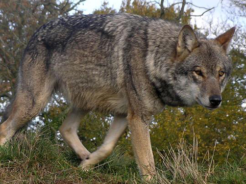 Ucarda canavarlar kəndə hücum etdi