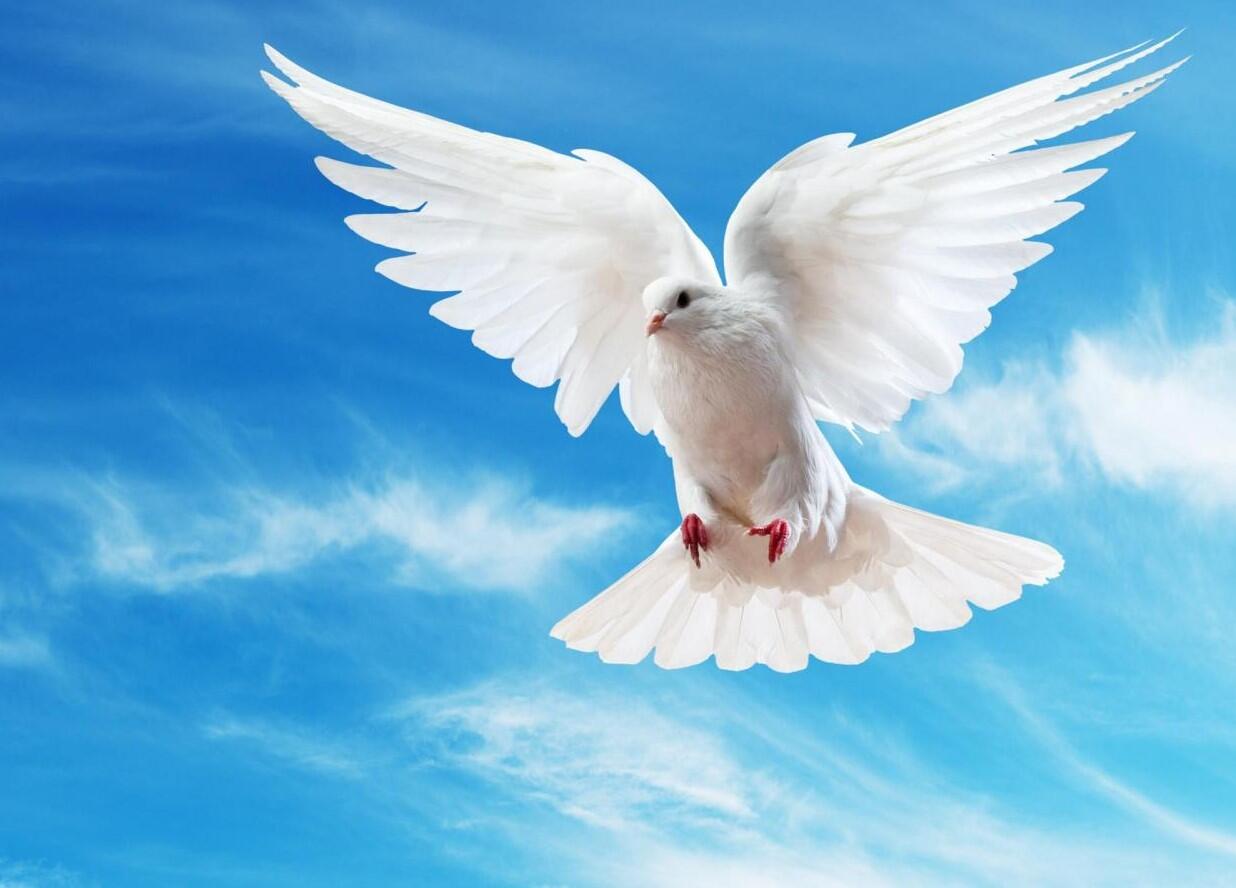 Göyərçin hara uçacağını necə bilir?  Alimlər qulağında görün nə tapdı