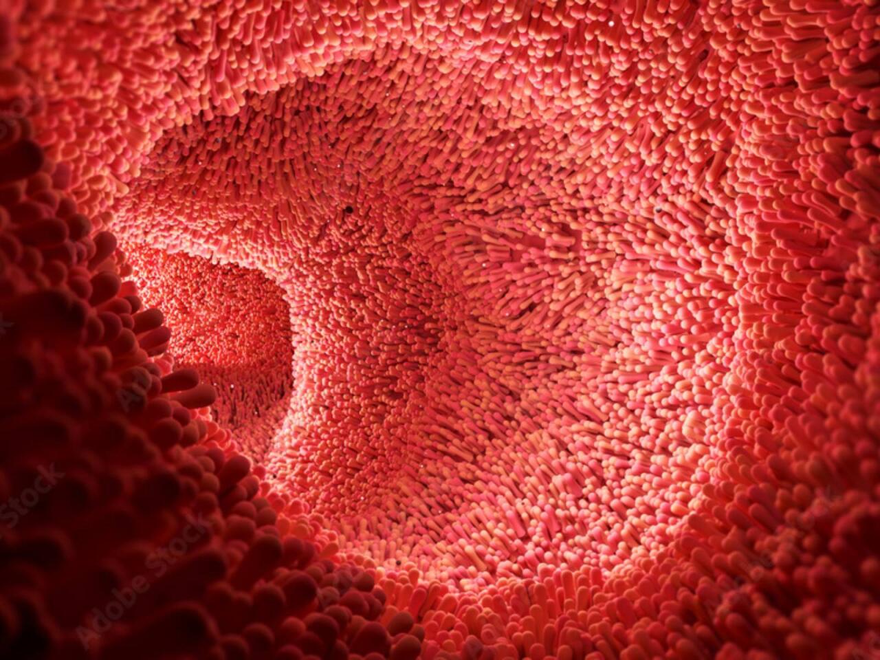 Orqan qədər vacibdir  Balans pozulanda xəstəliklər ağır yaranır