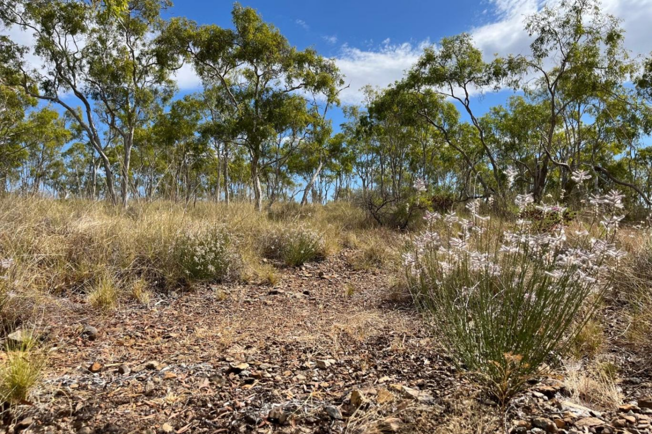 M&ouml;c&uuml;zəvi qayıdış: Nəslinin kəsildiyi zənn edilən bitki 58 il sonra yenidən tapıldı 