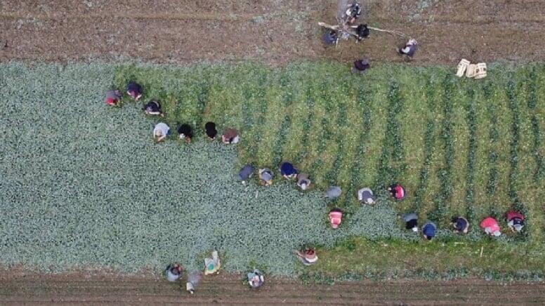 Əkən sərvət qazanır, qızıldan daha dəyərlidir