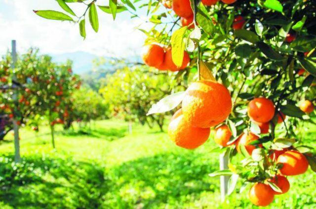 İrandan gələn portağallar rənglənir?  RƏSMİ