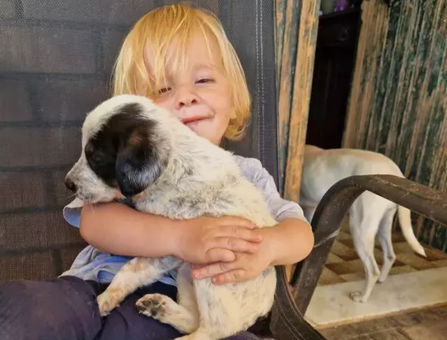 Balacalıqdan böyütdükləri pitbul 2 yaşındaki uşaqlarını öldürdü  FOTO