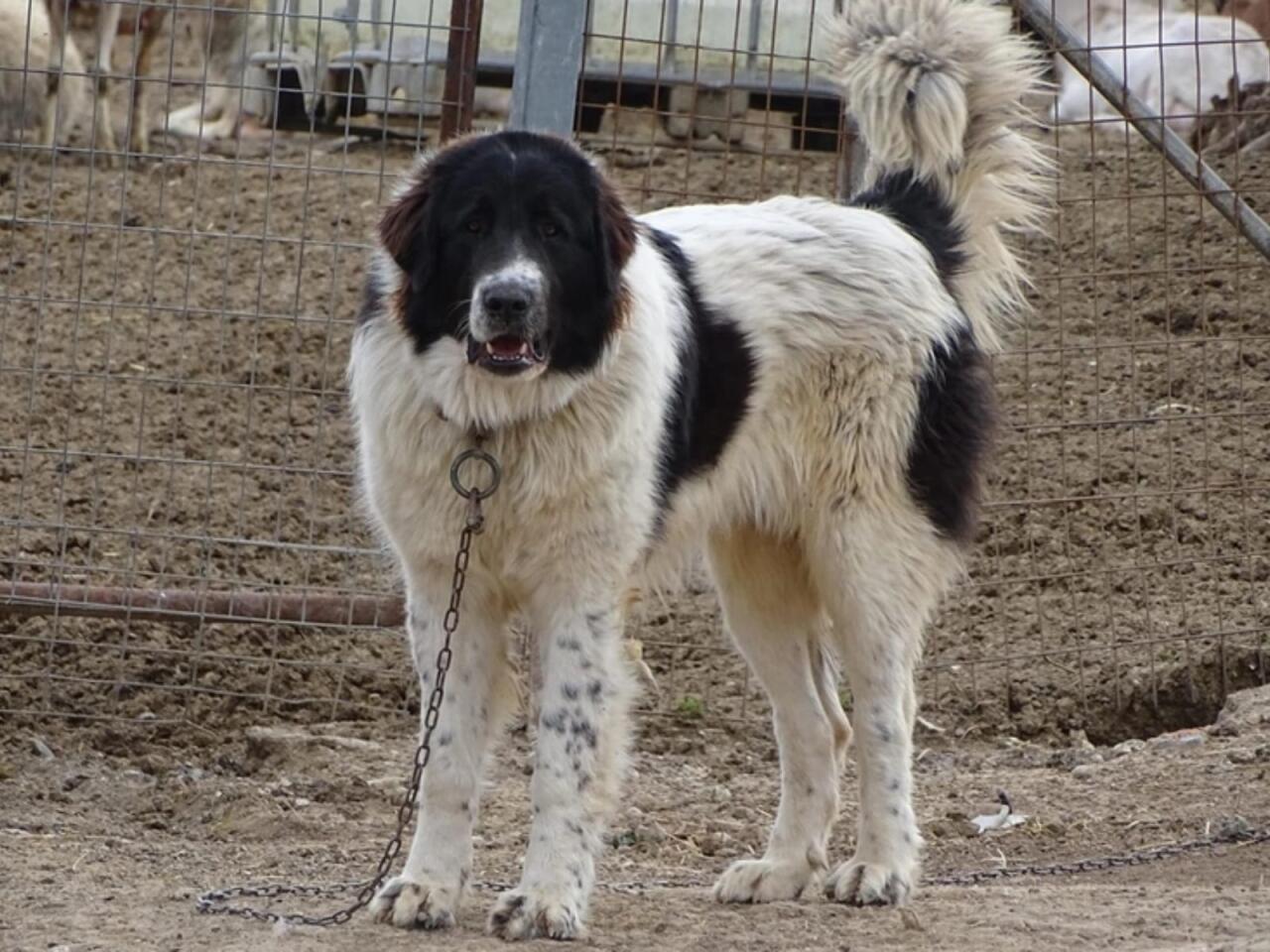 Balakəndə çoban iti 83 yaşlı kişini parçalayıb öldürdü