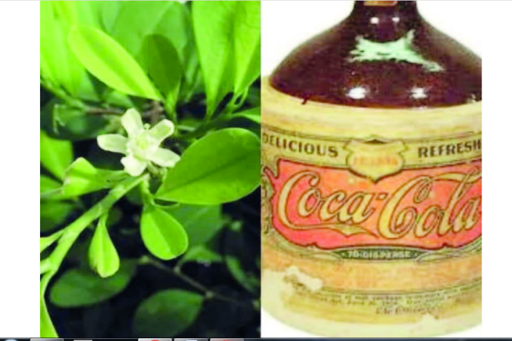 Koka ağacı və “CocaCola”