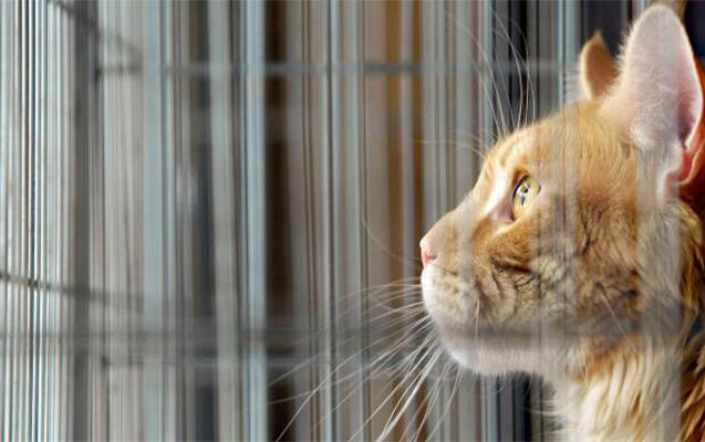 Qorxudan göz yaşlarına boğulan PİŞİK 