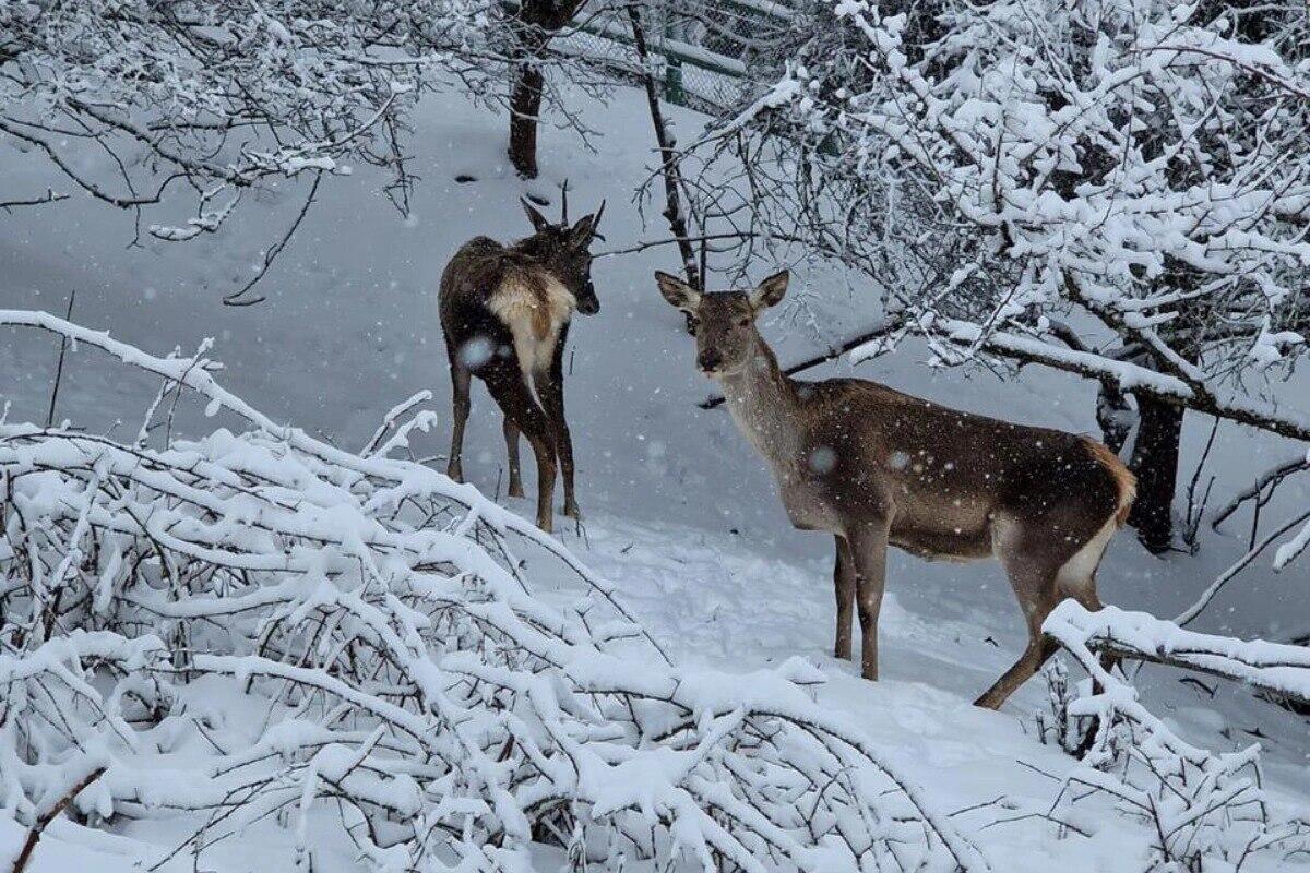 Şahdağ Milli Parkının qış mənzərəsi 