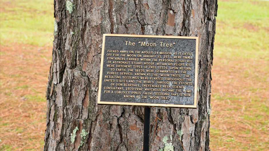 Yanından ke&ccedil;diyiniz ağac əslində aydan gəlmiş ola bilər