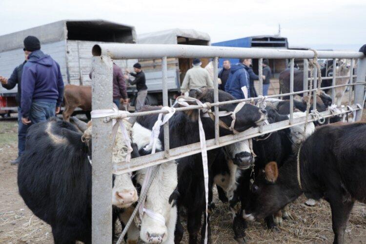 Daha bir heyvan bazarı a&ccedil;ıldı