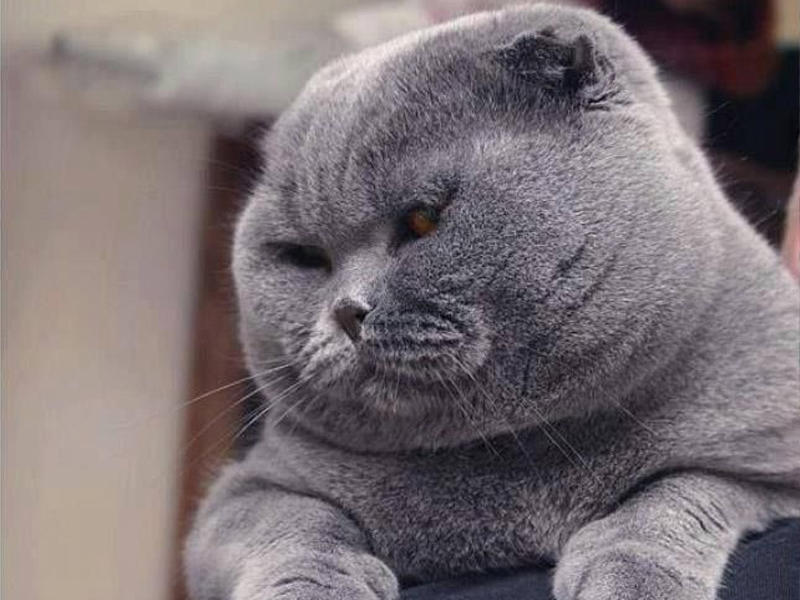 2 milyon pişiyi öldürəcəklər  Quşları yeyir deyə