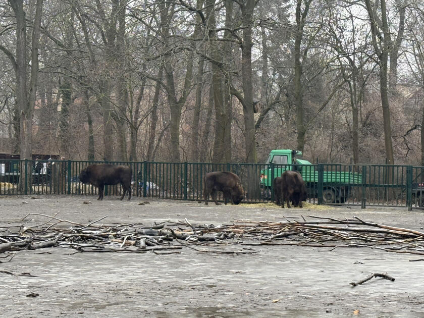 Almaniyadan Azərbaycana 18 zubr yola salınıb 