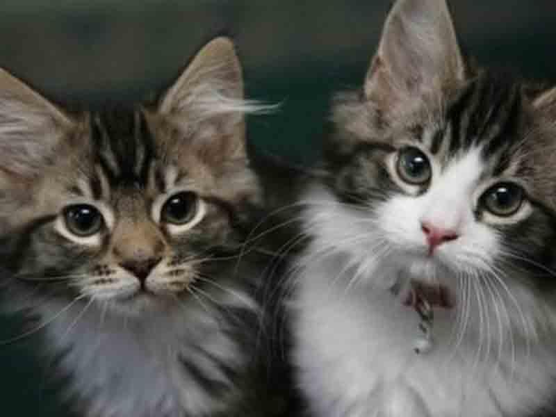 Pişik bələdiyyə sədrinin başına "oyun açdı" 