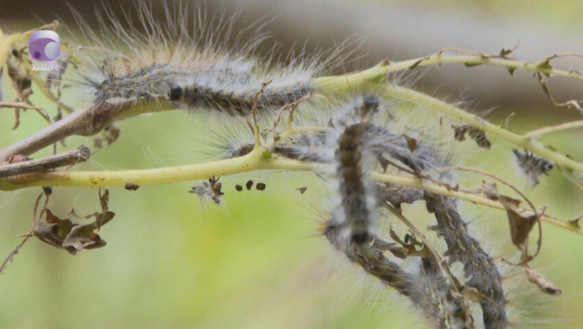 "Bakıda 30 ildir hələ belə şey görməmişdik" 