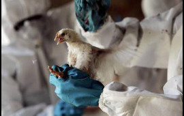 Mutasiya olunmuş quş qripi "COVID19"dan daha təhlükəli ola bilər