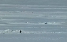 &ldquo;Nihilist pinqvin&rdquo; yenidən g&uuml;ndəm oldu 