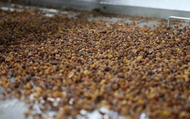 Yaponların g&uuml;cl&uuml; yaddaşının sirri: Azərbaycanda &uuml;z&uuml;nə baxmırlar