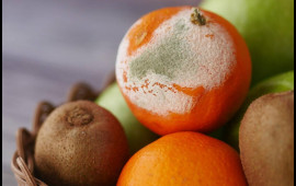 Kiflənmiş məhsulları yemək xərçəng yaradır