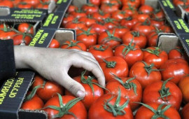 Pomidor indi yaydakından ucuzdur  SƏBƏB