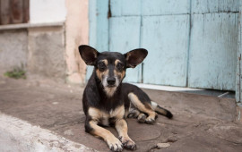 Bakıda küçə itinə görə aləm birbirinə dəydi  500 manat cərimələndi