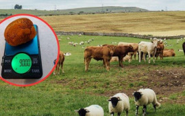 Azərbaycanda malqaranın i&ccedil;indəki daş 9000 min manata satılır  FOTO