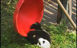Pandanın bu hərəkətləri maraq doğurdu  VİDEO
