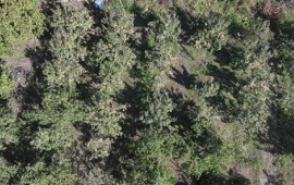 Bərəkətsiz torpaqlarda belə bitir – Hər ağacdan 25 kilo məhsul alınır