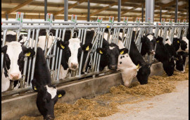 Azərbaycan bu &ouml;lkədən 714 inək aldı  Biri 8658 manata