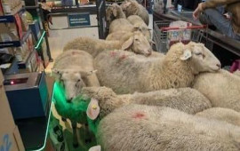 Qoyun s&uuml;r&uuml;s&uuml; marketi birbirinə qatdı 