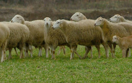 Heyvanı qamçı ilə döyən çoban məsuliyyətə cəlb edildi 