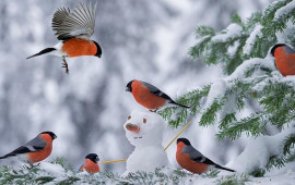 Azərbaycana qar yağır