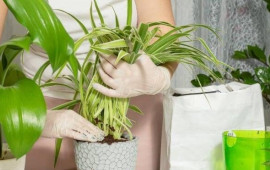 Sinirləri sakitləşdirməyə kömək edən ən yaxşı çiçəklər: Ev hüzurla dolur