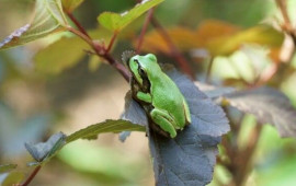 Xər&ccedil;əng xəstəliyində qurbağa m&ouml;c&uuml;zəsi  Şişləri yox edir