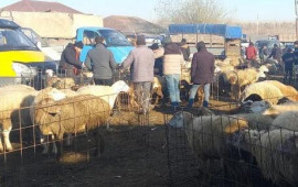 Heyvan bazarları nə vaxt açılacaq?