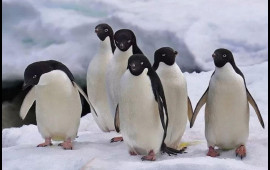 Antarktikada dəniz buz sahəsi rekord səviyyədə azalıb