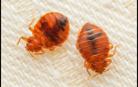 "Bitləri ölkəyə Rusiya göndərir"