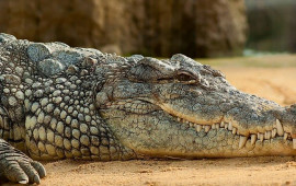 Azərbaycanlı ov&ccedil;u 400 kqlıq Nil timsahını OVLADI 