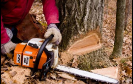 Bakının mərkəzində ağac kəsildi, cinayət işi a&ccedil;ıldı