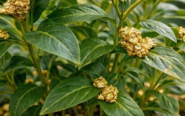 Saf qızıl istehsal edən bitki tapıldı: Hər evdə yetişdirilməsi m&uuml;mk&uuml;nd&uuml;rm&uuml;?